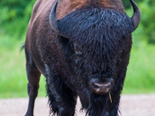 Riding Mountain Bison