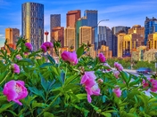 Summer Flowers By Downtown Calgary