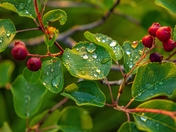 Water Drops On Summer Leaves