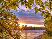Foliage Framed Bow River