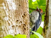 Red-breasted Sapsucker