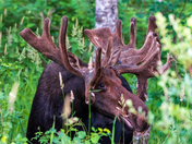 Manitoba Moose