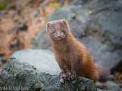 American Mink