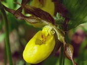 Yellow Ladyslipper