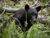 B.C. Black Bear