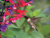 hummingbird