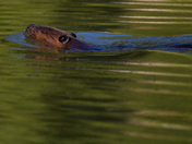 Swimming with Beavers 