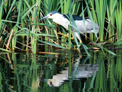 Black-Crown Night-Heron