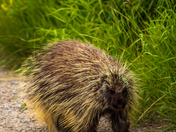 Porcupine In A Summer Park