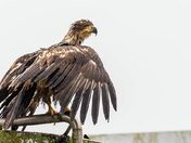 Dropping His Feathers