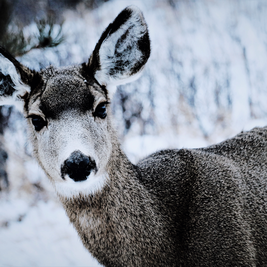 Rocky Mountain National Park