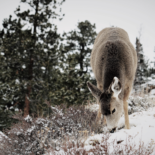 Rocky Mountain National Park