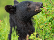 Reaching for the Top