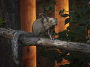 Early Morning Calisthenics