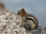 Golden-Mantled Ground Squirrel (Callospermophilus lateralis)