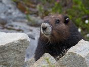 Watchful Vancouver Island Marmot