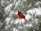 Cardinal