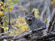 Canadian Lynx