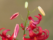 Flowers Photography Day