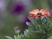 Flowers Photography Day