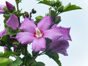 Flowers Photography Day