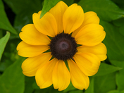 Flowers Photography Day 2