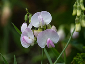 Flowers Photography Day 2