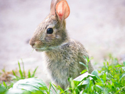 Baby Wild Rabbit