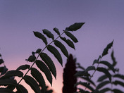 Leaves Meets sky and sun
