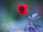 Flowers Photography Day 3