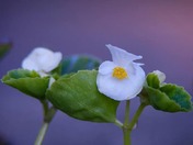 Flowers Photography Day 3