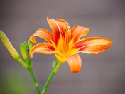 Flowers Photography Day 3