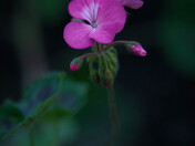 Flowers Photography Day 4