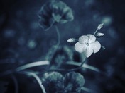 Flowers Photography Day 4