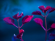 Flowers Photography Day 4