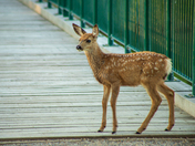 Little Fawn In A Calgary Park