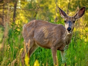 Deer In A Summer Park