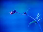 Flowers Photography Day 5