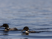 Two loons tight knit.