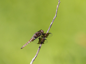 Dragon fly grasped to a stick. 