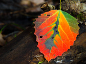 Rainbow Leaf