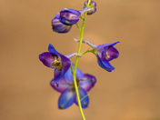 Delphinium Elatum flower 