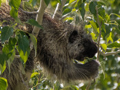 Breakfast of Poplar leaves