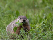 A Feasting Woodchuck
