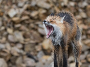 Waking up is never easy