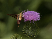 Hummingbird Moth