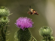 Hummingbird Moth