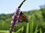 Monarch at rest