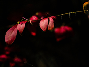 Beautiful colours - fall is coming  