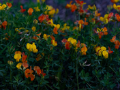 beautiful colourful flowers 
